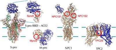 The brief overview, antivirus and anti-SARS-CoV-2 activity, quantitative methods, and pharmacokinetics of cepharanthine: a potential small-molecule drug against COVID-19